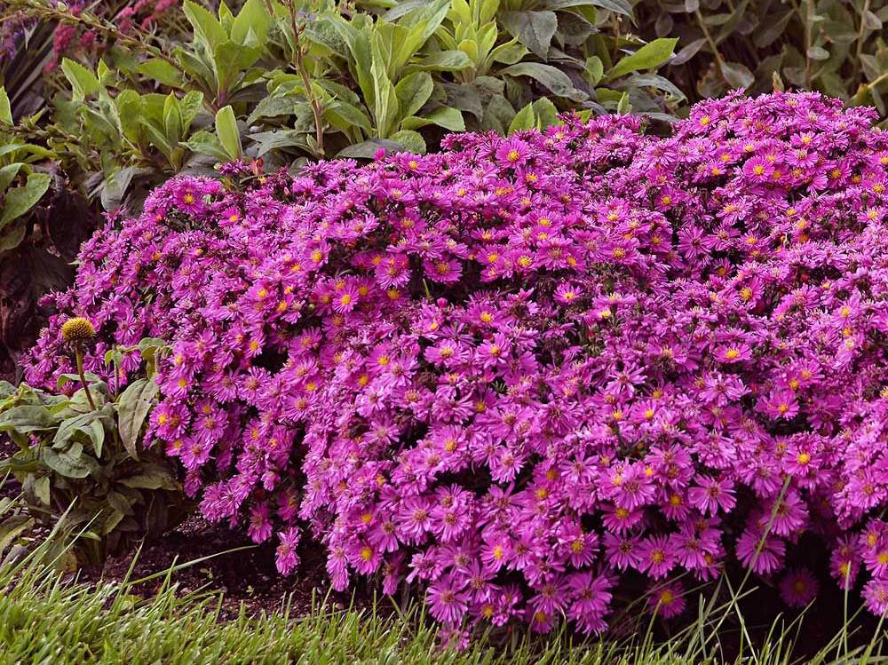 Top 10 Best Perennials for a Central Illinois Landscape Designer